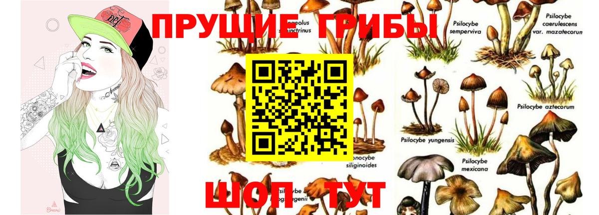наркошоп  Вход с VPN  Галлюциногенные грибы Psilocybine cubensis  Кстово  Галлюциногенные грибы прущие грибы 